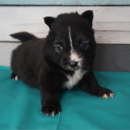 Mardi - Black and white male Pomsky puppy in Krum, Texas from Paw-Some Pomskies