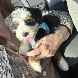 Ranger bright green paw collar - Tri-color male Bernedoodle puppy in Saint Francis, Kansas from Land of Oz Doodles