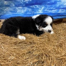 Sofia-blue eyes - Black tri female Miniature Australian Shepherd puppy in Signal Mountain, Tennessee from D & D Miniature and Toy Australian Sheppards