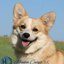 Gracie - Pembroke Welsh Corgi