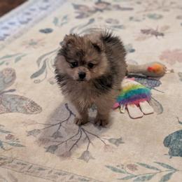 Adam - Orange sable male Pomeranian puppy in Danielsville, Georgia from PassionatePomPoms