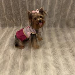 Yorkshire Terrier All Grown Up from Akc Quality Yorkies