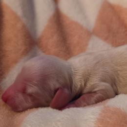 Daisy - Cream female Dachshund puppy in West Plains, Missouri from Spring Creek Dachshunds