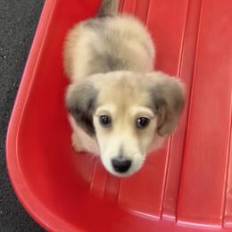 PORTOBELLO aka Murphy - Dapple male Dachshund puppy in Oakley, California from Delta Dachshunds