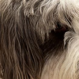 Australian Mountain Doodles from Woodbriar Wags