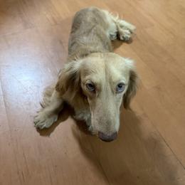 Copper - Dachshund