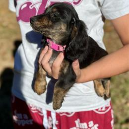 Dorothy AKC HEALTH GUARANTEE - Brindle female Dachshund puppy in El Dorado, Arkansas from LovelylilDoxies