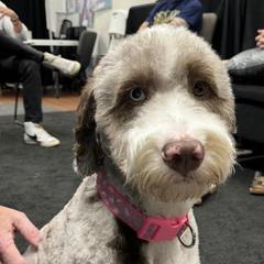 Rue - Australian Mountain Doodle