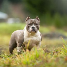 Marvel - Blue female American Bully puppy in Puyallup, Washington from Gamer Bullyz