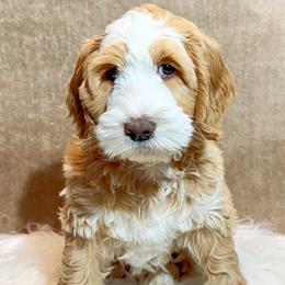 Comet - Apricot female Australian Labradoodle puppy in Harrisonville, Missouri from Blessed Day Doodles