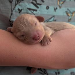Tiny bit - Fawn (Isabella) female Dachshund puppy in Huachuca City, Arizona from Az's B&B Doxies