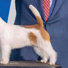 Parson Russell Terriers and Portuguese Podengo Pequenos from Wild Fire