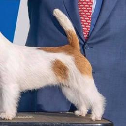 Parson Russell Terriers and Portuguese Podengo Pequenos from Wild Fire