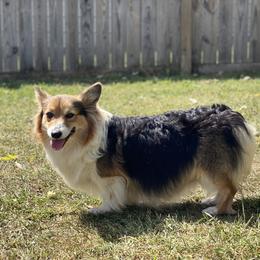 Fluffy coat-Sapphire - Black and tan female Pembroke Welsh Corgi puppy in Berea, Kentucky from SunShine Corgis