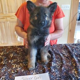 Girl 3 - female Shiloh Shepherd puppy in Caneadea, New York from Strauss Haus Shepherds
