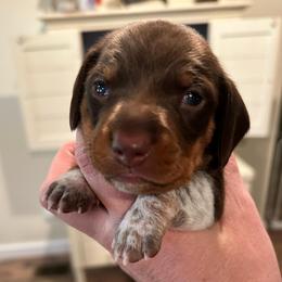 Cowboy - Chocolate male Dachshund puppy in Bruceton, Tennessee from Dachshund Dreams (miniature)