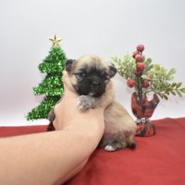 Kringle- AKC - Black sabled fawn male Chihuahua puppy in Bulls Gap, Tennessee from Smokey Mountain Chihuahuas