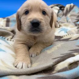Male - Golden male Golden Retriever puppy in Spanaway, Washington from 11 Oaks Kennels
