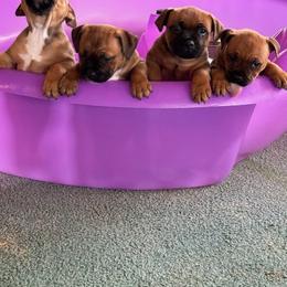 Staffordshire Bull Terrier Puppies from Moonspinner Staffords