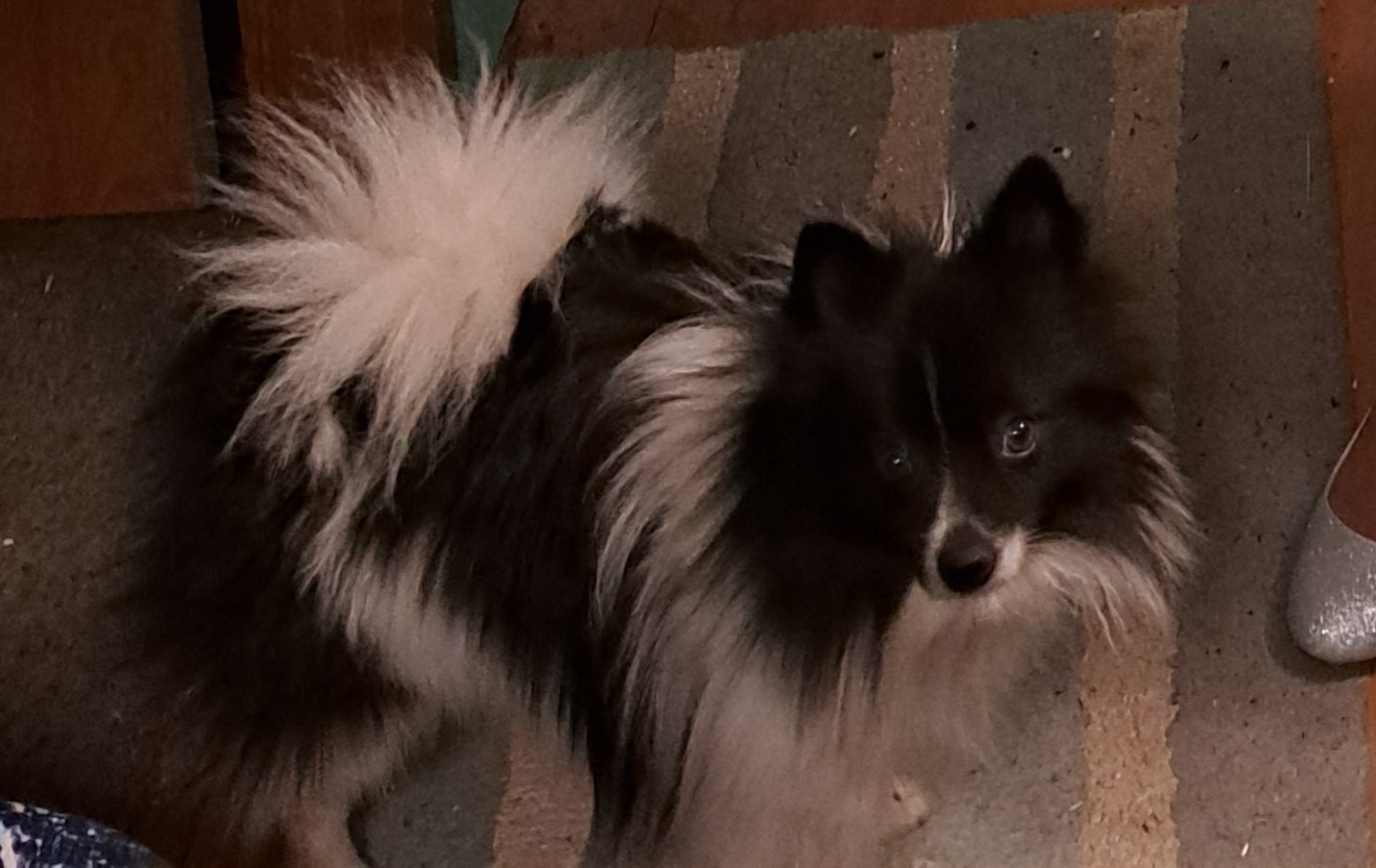 Zorro - Pomeranian