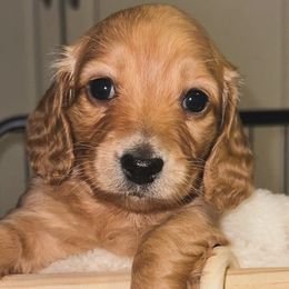Get To Know Georgia - Cream Dachshund puppy in Alpine, California from Christie's Doxies