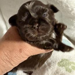 Holly - Chocolate female Shih Tzu puppy in Hanford, California from MeMaw Shih Tzus