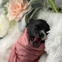 Pomeranian Puppies from Cascade Pomeranians