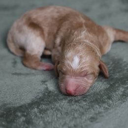 Atlas - Apricot male Goldendoodle puppy in Macclenny, Florida from Baker County Goldendoodles