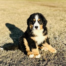 Bernese Mountain Dog Puppies from Royal Bernese Mountain Dogs