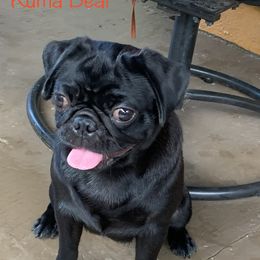 Kuma Bear - Pug