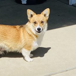 Aussiedoodles, Australian Shepherds, Pembroke Welsh Corgis, and Poodles from Morehead Family Dogs