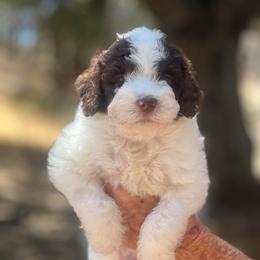 Juneau - female Australian Mountain Doodle puppy in Temecula, California from Country Hills Doodles