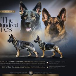 German Shepherd puppies from Shepherds of the Hundred Acres