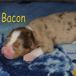 Bacon - Red merle male Australian Shepherd puppy in Burbank, South Dakota from Dakota Rose Aussies