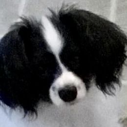 Scottie - Papillon