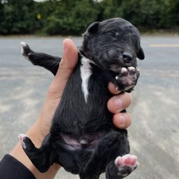 Poodle Puppies from Fluffy Doodle Farms