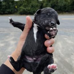 Poodle Puppies from Fluffy Doodle Farms