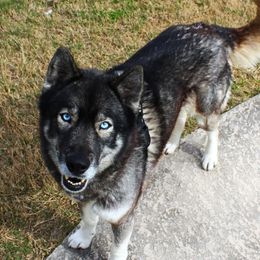 Jaci - Siberian Husky