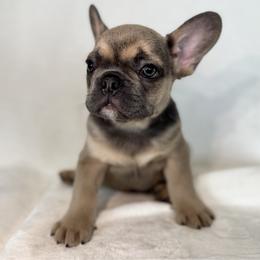 Boy 2 - Fawn male French Bulldog puppy in Walnut, California from Flores Frenchies