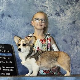 Pembroke Welsh Corgi All Grown Up from BellamyHills Corgis