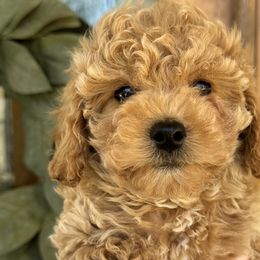 Cavapoochons from Doodle Puppy Crew
