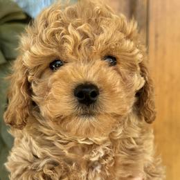 Cavapoochons from Doodle Puppy Crew