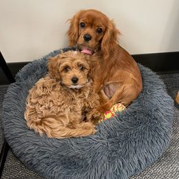 Cockapoo Puppies from Rosemary House