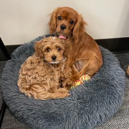 Cockapoo Puppies from Rosemary House