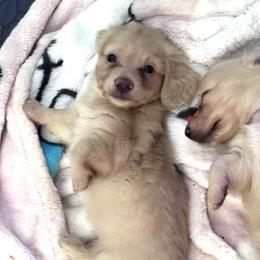 Buddy - Cream male Dachshund puppy in Cypress, Texas from Cypress Dachshunds