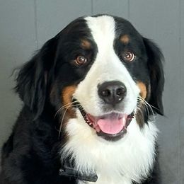 Molly - Bernese Mountain Dog
