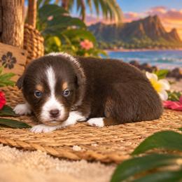 Lilo - Red tri-color female Australian Shepherd puppy in Placerville, California from BFF Aussies