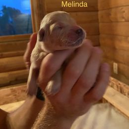 Melinda - Golden Retriever puppy in Byron Center, Michigan from Little House on the Farmie