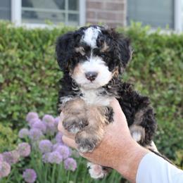 Cash - Tri-color male Bernedoodle puppy in Eagle Mountain, Utah from Fur Real Puppies.