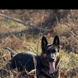 River - Black and red female German Shepherd puppy in Charlottesville, Virginia from AB_Elite_GSD